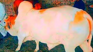 Cow Qurbani Eid Ul Azha Animals Videos - Bakra Eid - Cattle Farm Mandi 2021