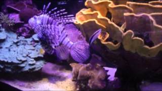 RARE FISH AQUARIUM EILAT ISRAEL