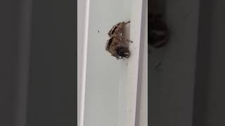 spider catches fly