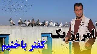 یک کفتر ما توسط گودی پران از بین رفت /091Afghan Shawqi