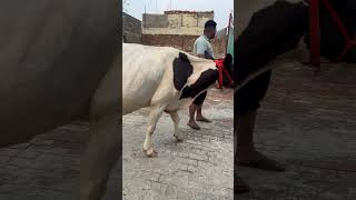 Cow for sale  milk 14kg Pind Sivian (Bathinda) Number-6283-030392  #buffalow #farming #animals #cow