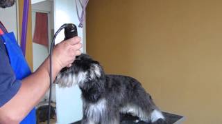 Alba Dell Pezzo peluquería comercial del Schnauzer video 4