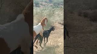 Goats meeting in thar #thar #animals #goat