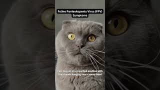 Feline Panleukopenia Virus (FPV) Symptoms