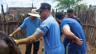 Fazendo protocolo em animais no sertão Alagoano #fazenda #inseminaçãoartificial #vacasdeleite