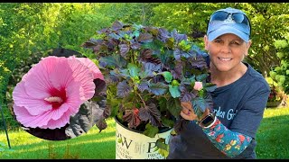 Summerific®️HARDY HIBISCUS 🌺 I Just Had To Add Another One! 👏🏻👏🏻👏🏻🌺