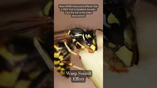 Wasp Sound Effect. Free Copyright SOUND EFFECTS | SoundME #shorts