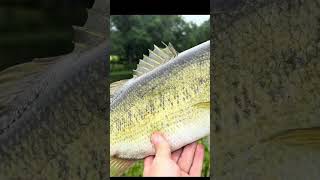 5# Bass after a short rainstorm! * The Bite was on 🔥 *(Part 2)