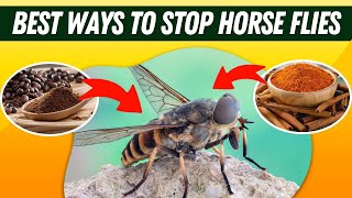 What Is the Best Defense Against Horse Flies (Natural Solutions)