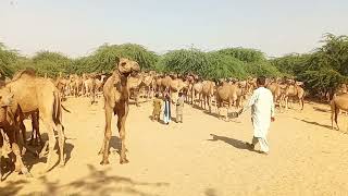 gathering camels Cummins @tube well