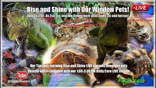 Peaceful Morning LIVE Stream with Zsa Zsa and Our Living Room Pets on HappyBasins with Amy Benzi!