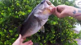 Those guys WANTED my fish!!! Texas rigged Craw fatty Giant