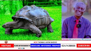 SEEING TORTOISE 🐢 IN YOUR DREAM MEANING REVEALED BY @ELDERANTWIBAIDOOTV