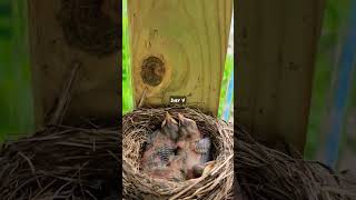 Day 4 - Baby Robins In The Nest #robin #birdwatching #babybird #birdnest #birdsong #birds