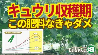 キュウリ収穫期の肥料吸収データでわかる、きゅうりの追肥で補うべきは窒素とカリウム。6/24