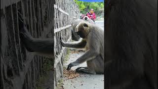 Langur ji pyari vanar sena | जय हनुमान जी