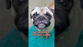 humans be like... 🙄 #dog #pug #cute #funny #pets #fyp #shorts