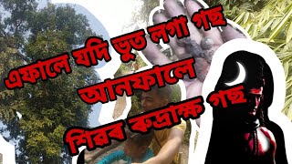 ভুতৰ‌ গছ‌ আনফালে, শিৱ‌ দেৱৰ ৰুদ্ৰাক্ষ গছৰ ৰুদ্ৰাক্ষ, জয় শিৱ দেৱ,//