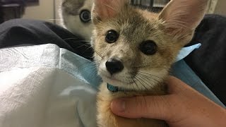 Pet Kit Fox Munches & Chills