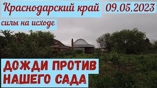 Краснодарский край. Дожди изматывают наш сад(09.05.2023)