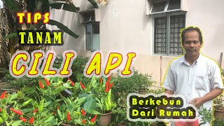 Tips Tanam Cili Api Berkebun Dari Rumah | Oleh Cikgu Razak