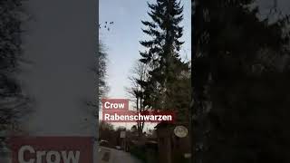 Crow Raben Sound 2022