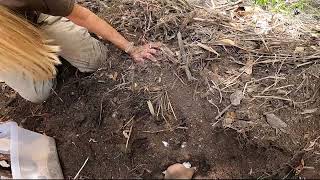 Excavating a Crocodile Nest