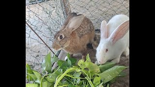 Rabbit eating vegetable like sweet and cute. #rabbitworld #cute #pet #bunny #rabbitmusic #animal