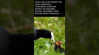 Coot Chronicles|| A Dive into the Secret Lives of Water Birds Discover with sabi #viral #youtube