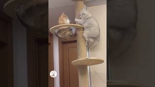 Latest Funny Cats Shorts Moments Funny Pet Cats Videos Compilations 😺😁😁 -EPS1157 #funnycatsvideos