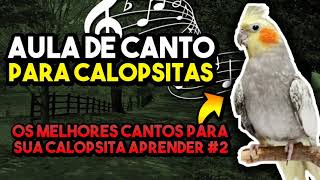 Melhores Cantos Para Ensinar Calopsita -  Deixe Sua Calopsita Cantando Muito #calopsitacantando