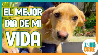 💔 Perrita herida y olvidada encuentra su familia ideal 🥹