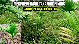 MERIVIEW TANAMAN PINANG DARI BIJI #TANAMAN PINANG PALING BELAKANG