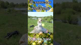 В зарослях черёмухи - Сергей Орлов