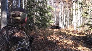 Bull Moose filmed laying down in camp 20 yards from the campfire!