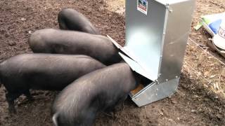 Large black pigs figuring out an automatic feeder