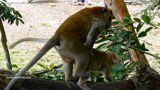 How King Monkey Breading Young Female Monkey Daily Monkeys Man#1094