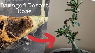 Desert Rose Creative Design - Adenium Bonsai Wiring