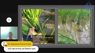 Paddy weed management and NACL Solution