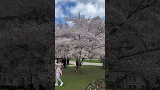 SAKURA/CHERRY BLOSSOMS IN TORONTO CANADA 🇨🇦 🌸💖