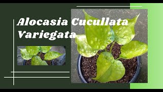 Alocasia Cucullata Variegata (Repotting and Care tips)