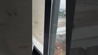 Wasps On A Reprisal Attack, Saved By The WIndow #tiktok #insect #wasp #shorts #animal #foryou