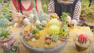 Can My Cactus & Succulent Arrangement Reach 500.000 Views? // Joy Garden Succulent