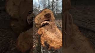 Building a Log Cabin by Hand Part 5 #cabin #logcabin #woodworking #bushcrafter #tree #axe #outdoors