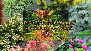 Новинки редких хвойных растений в моём саду!🔥🌲 Налетаем! 💃май 2023г