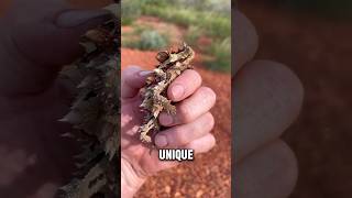 Thorny Devil Reptiles #animals #reptiles #wildanimals #wildlife #nature