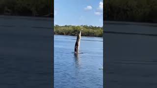 Crocodile Attacked a Drone 😅