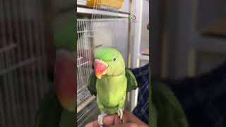 Parakeet