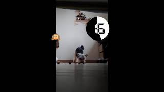 Izzy kart #puppy #shortvideo