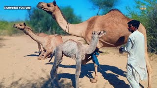 Camel Baby Drinking Milk Camel Milk Benefits Camel Feeding Milk To Baby #tharigeet